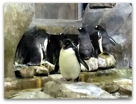 Ocean Park South Pole Spectacular Rockhopper and Gento Penguins