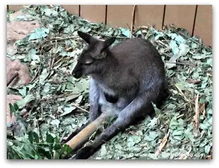 Red Necked Wallabies at Ocean Park
