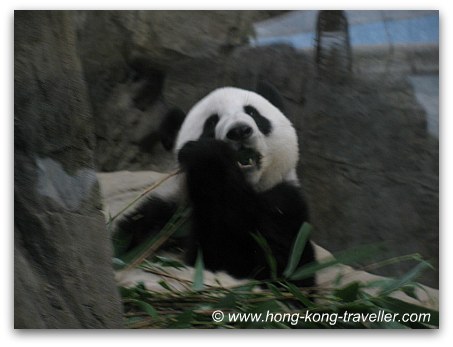 Panda Pics: Giant Panda Eating Bamboo