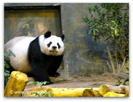 Panda Pics: Giant Panda Strolling