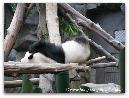 Panda Pics: Giant Panda Snoozing