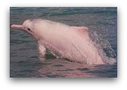 Pink Dolphins