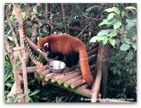 Endangered Red Pandas at Ocean Park