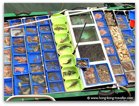 Fresh seafood being sold at the floating market in Sai Kung