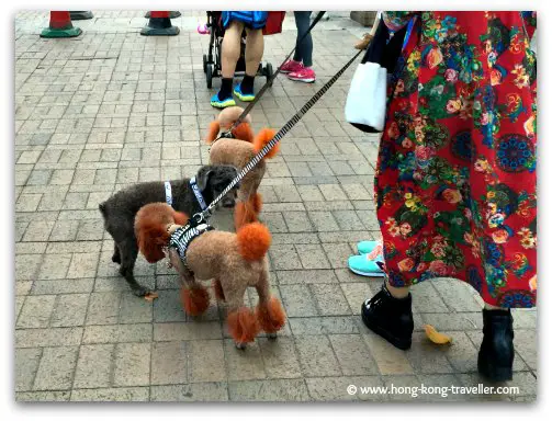 Cute groomed doggies at the Sai Kung Promenade