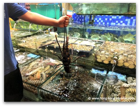 Picking your dinner at one of the many seafood restaurants in the Sai Kung waterfront