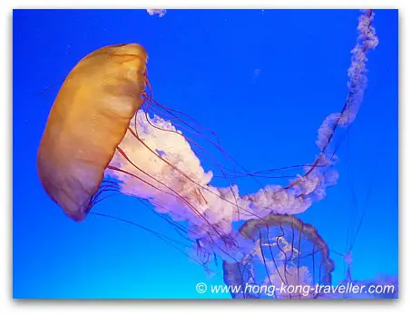 Sea Jelly Spectacular Ocean Park