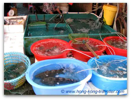 Hong Kong Seafood And Fish Markets