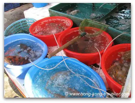 Hong Kong Seafood And Fish Markets