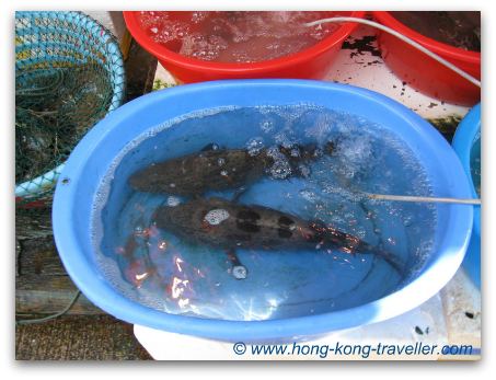 Hong Kong Seafood And Fish Markets