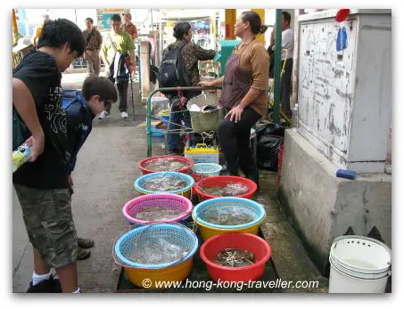 Hong Kong Seafood Markets