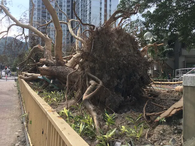 Uprooted trees after typhoon Mangkhut