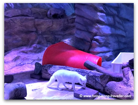 The entrance to the Arctic Fox Den is through the Gift Shop The entrance to the Arctic Fox Den is through the Gift Shop